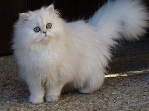 Les 5 races de chat les plus affectueux Magazine de l Aube