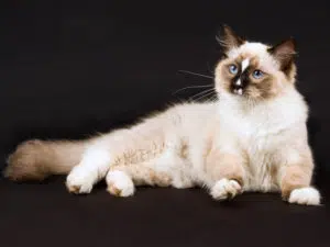 chat Ragdoll