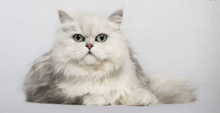 chat adorable