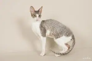 chat cornish rex