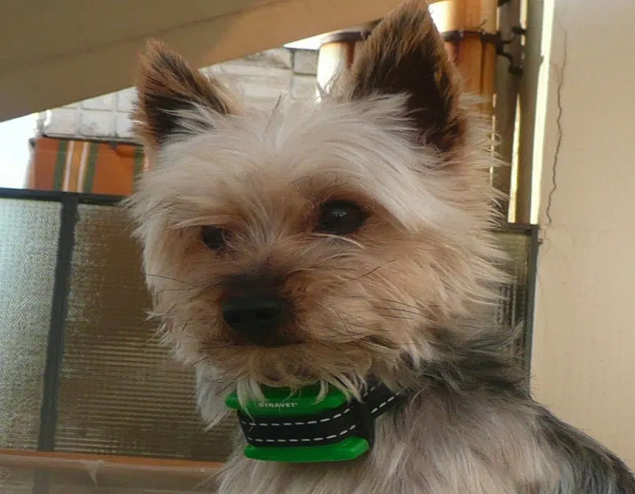 Collier anti aboiement petit chien
