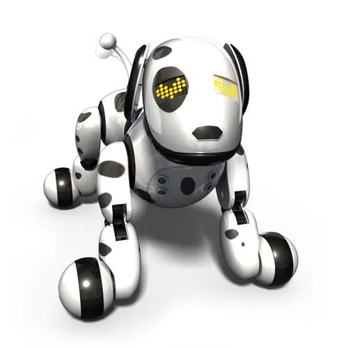 zoomer-dalmatien