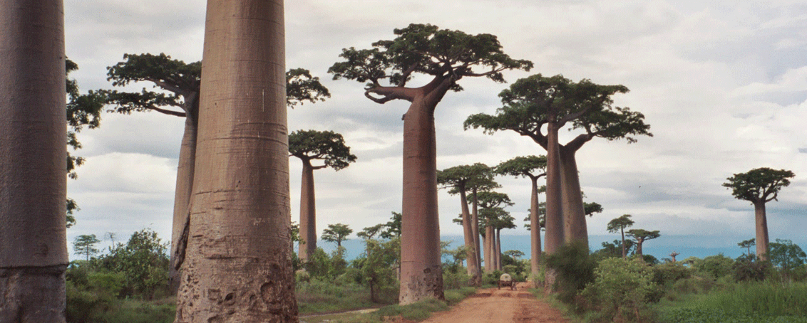 Bemiray tours Mada