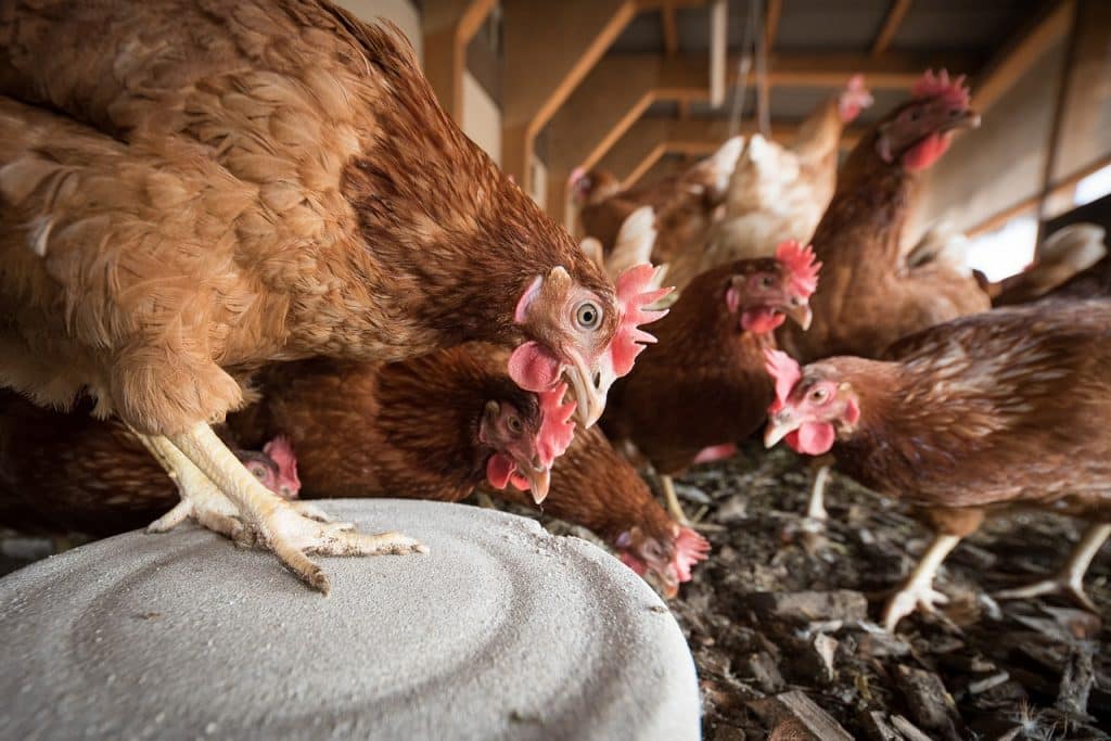 Élevage de poules