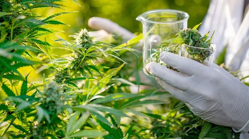 Les vertus de l’huile de CBD