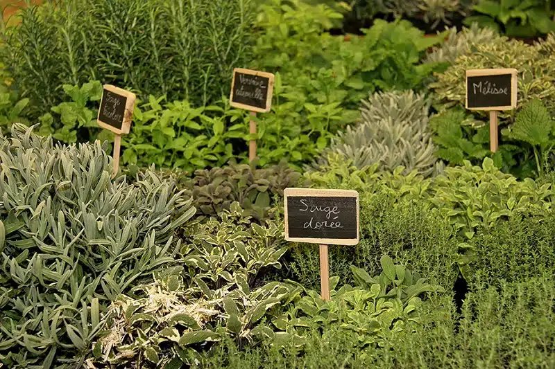 Quand planter herbes aromatiques