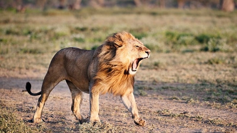 10 Animaux Sauvages Fascinants à Découvrir dans le Monde Naturel